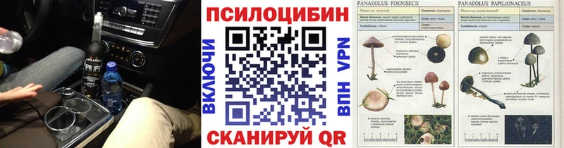 Купить  Павлово  Галлюциногенные грибы Psilocybe 